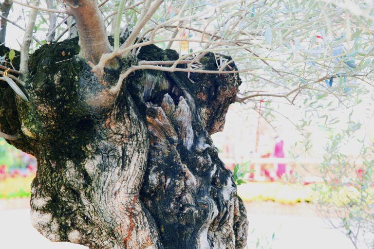 “Cụ Ô Liu” trên 300 tuổi xuất hiện trên Đường hoa Phú Mỹ Hưng